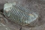 Triple Austerops Trilobite - Jorf, Morocco #95483-5